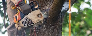 How Our Tree Care Process Works  in  North Gates, NY