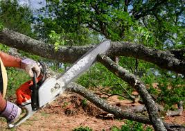 Professional Tree Removal Services in North Gates, NY